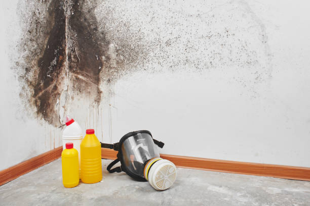 Best Crawl Space Mold Remediation in Westmont, IL
