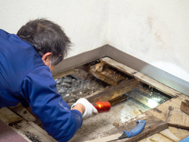 Best Emergency Mold Remediation in Westmont, IL