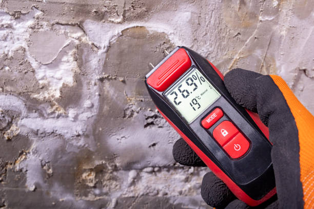 Best Black Mold Remediation in Westmont, IL
