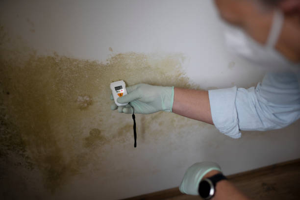 Best Insurance-Related Mold Remediation in Westmont, IL