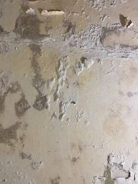 Best Basement Mold Remediation in Westmont, IL