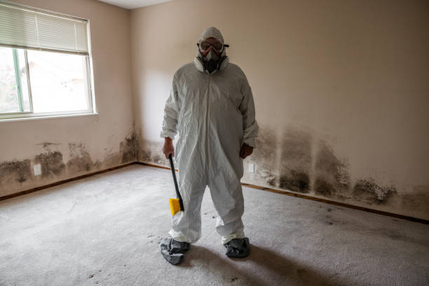 Best HVAC Mold Remediation in Westmont, IL