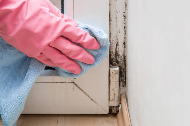 Best Bathroom Mold Remediation in Westmont, IL