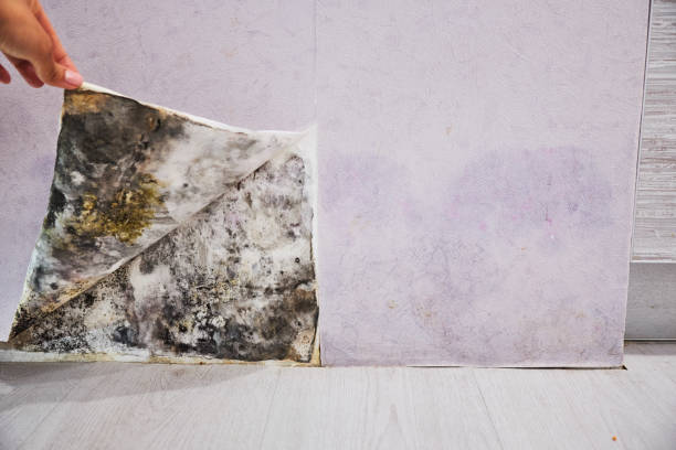 Best Mold Testing and Inspection Services in Westmont, IL